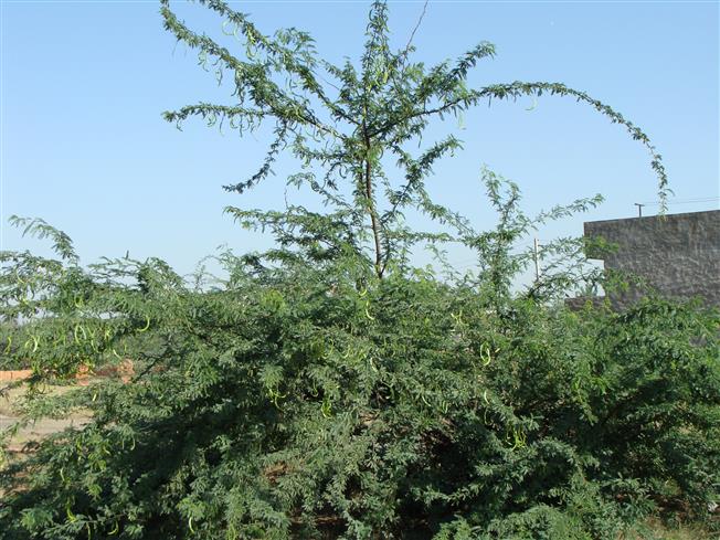 Neptuma juliflora